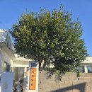 제주도조용한게스트하우스산방산 | [제주/서귀포] 제주도 조용한 게스트하우스 산방산점 추천: 힐링 여행 재방문 내돈내산