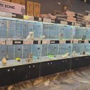 도그마루 강아지 고양이 부산점 이미지