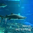 혜성인쇄 | 부산 가볼만한곳 : 아이도 어른도 볼게 많은 씨라이프 부산 아쿠아리움 후기