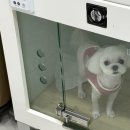 짱구애견하우스 이미지