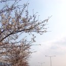 삼락공원 벚꽃과 낙동강가의 유채밭 이미지