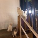 야행성 | 서울근교카페ㅣ고양이가 있는 김포야외카페, 야행성