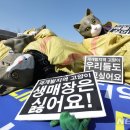 고양이사랑채