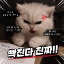 복많은청과 | 2. 채권양도 통지서를 받은 집주인의 감정폭탄 카톡을 받은 후기 + 임차권등기명령 소송 셀프 신청 후기
