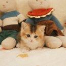 부산고양이분양 퍼스트캣 부산점 이미지
