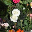 이동꽃마을 이미지