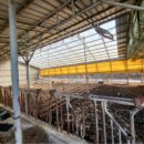 민 목장 이미지