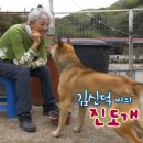 진도개사랑 이미지