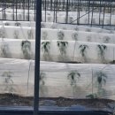 농업회사법인 포항노다지마을주식회사 이미지