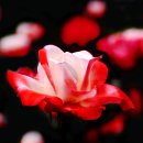 향기 - 영주시 중앙로83번길 10 | 향기