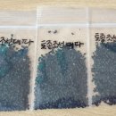 [마감]토종 조선대파씨앗 3명 나눔 이미지