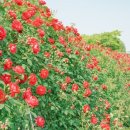 장자호수공원 장미터널 이미지