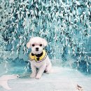 무거동 강아지 미용실 이미지