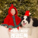 레코드독