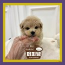 퍼피댕 강아지분양 안심분양소 광명점 말티푸 미니비숑 토이푸들 이미지