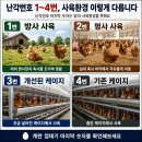 도란유통 | 동물복지 계란과 일반란 차이, 같은 난각번호도 다른 이유