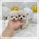 골든리트리버분양 골든리트리버무료분양 골든리트리버책임분양 강아지분양 이미지