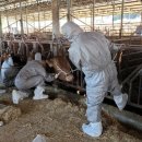 청정가축약품 이미지