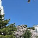 진참치신음점 | 26년 4월 8급 교행 학교일기(1) 5부제 2부제 벚꽃 학운위 출장 씽씽이 레쓰ㄱ