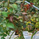 예송 농장 이미지