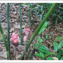 토치진저 [Torch Ginger ] - 싱가폴에서.. 이미지