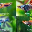 구피 이미지