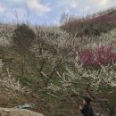 해돋이정보화마을 | 광양 매화마을 축제 끝나고 방문