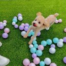 멍멍플라워 이미지