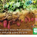 땅끝유통 절임배추 이미지
