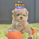 야옹아 멍멍해봐 계림점 | 광주강아지분양 "쭈니" 말티푸 분양소식 야옹아멍멍해봐 계림점.