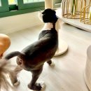 고양이숲 | 의정부 고양이 미용 오마이캣에서 노르웨이 숲 미용 솔직 후기