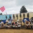 호야별 애견유치원 이미지