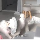 꽁꼼하개 이미지
