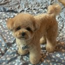 예쁘개 미용할개 이미지