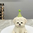 여수포펫 이미지