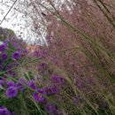 은척초등학교 이미지