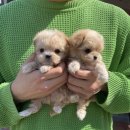 마마스미독 강아지 분양 김해점 이미지