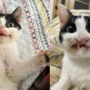 묘생역전 이미지