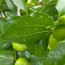 유진2농장 이미지