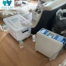 어르신이행복한세상 | 결국 이걸로 해결됐습니다 😊 강아지 숨 문제, 병 아니었습니다 (실제 상담 기준 총정리)