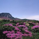 한라사 이미지