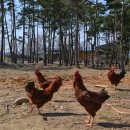 동해유정란농장 이미지