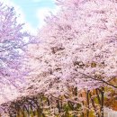 대신공원 매점 옆 이미지