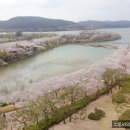 벚꽃 시즌 경주 힐튼 숙소 후기｜보문호수뷰·조식·벚꽃명소까지 감성 충전 여행기 🌸