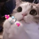 방배로32길 30-3 | 대구 웨딩밴드 투어 후기(뮤오르주얼리, 퓨어러브, 수누주얼리, 포디아체)