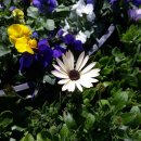 예덕옹심이칼국수 이미지