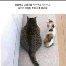 냥 이미지