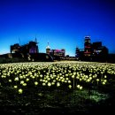 장미정원 이미지