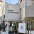 우보 | 신혼집 첫 반려식물 칼라테아 퓨전 화이트, 우보플라워마켓 강남꽃집 후기