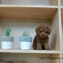 예명 인테리어 이미지